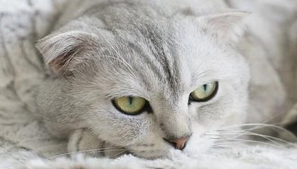 九游网页版官网-瑞·弗兰：全黑队的“防守专家”，每一次关键拦截都帮助球队稳住局面